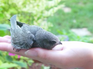 Jeune Martinet tombé du nid
