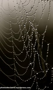 Toile d'araignée