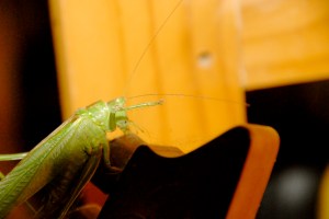 Parfois Jiminy devrait se taire.